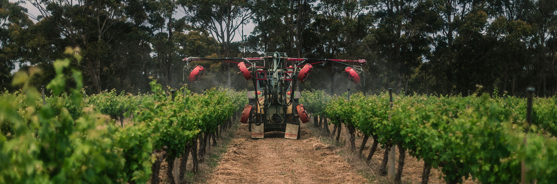 Photo: Kimberley Low / Wine Australia