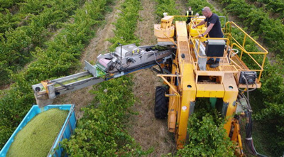 MOG free fruit at the winery a step closer