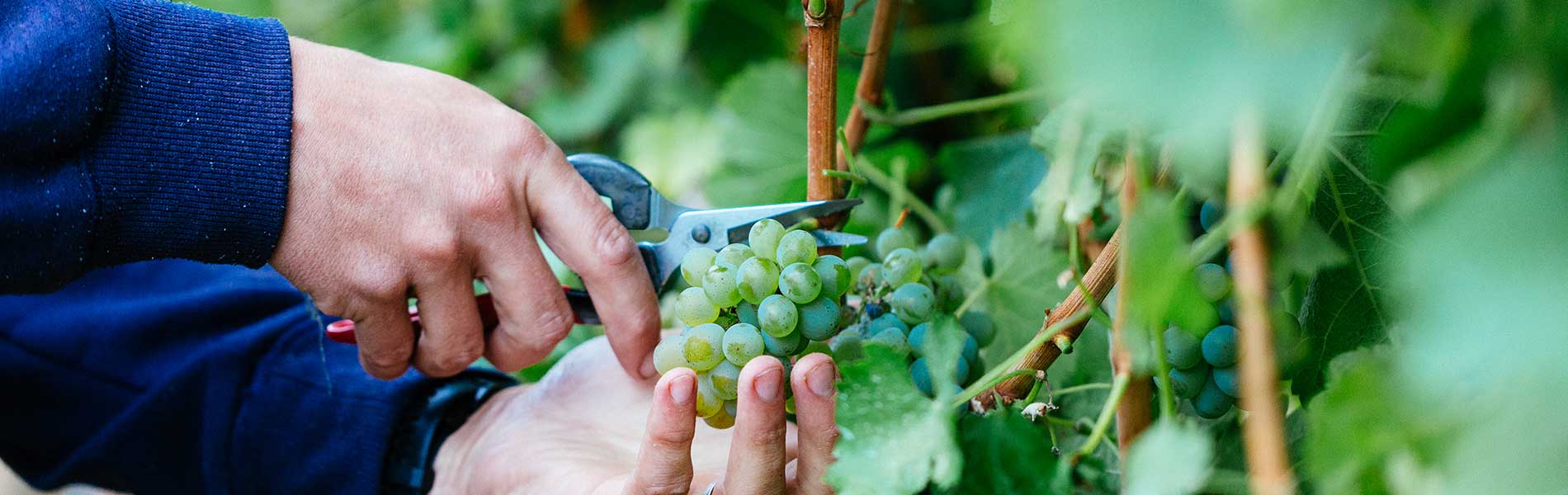 Photo: Andre Castellucci / Wine Australia